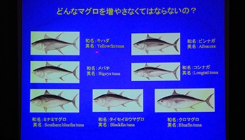 クロマグロ研究  「西海区水産研究所　奄美庁舎」