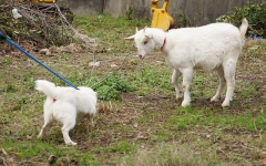 戯れるヤギと犬