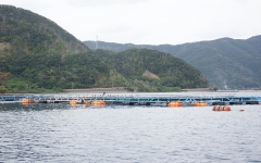 久慈湾の養殖場