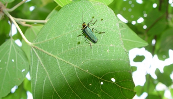 アマミアオジョウカイ