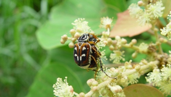 アマミトラハナムグリ